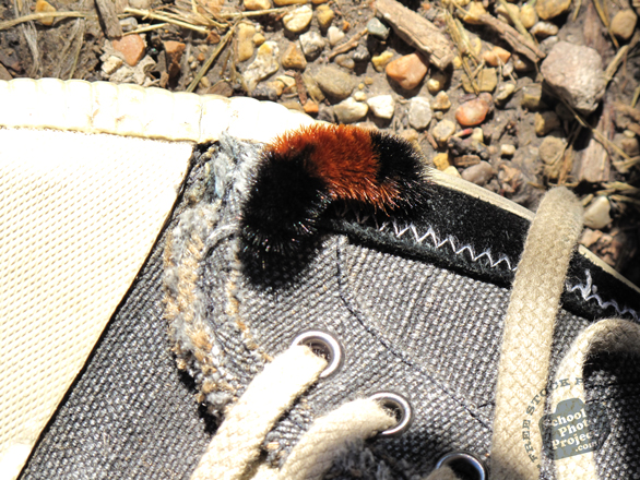caterpillar, woolly bear caterpillar, hairy caterpillar, insects, free foto, free photo, picture, image, free images download, stock photography, stock images, royalty-free image