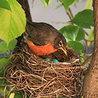 robin bird, American robin, robin in her nest, female robin, robin eggs, blue eggs, wild bird, free animal stock photo, royalty-free image