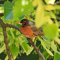 robin bird, American robin, robin on tree branch, female robin, wild bird, free animal stock photo, royalty-free image
