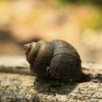 snail, shell, free animal stock photo, royalty-free image