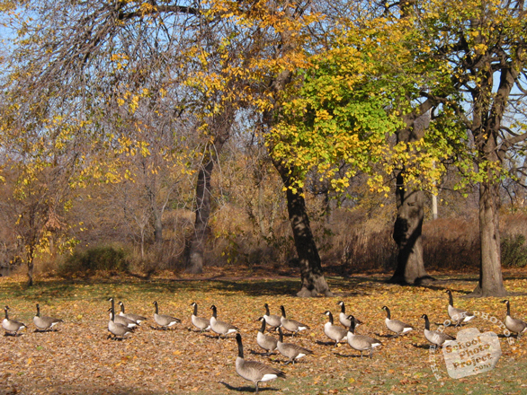 goose, goose photo, Canada goose, wild goose, bird, animal, wild animal, photo, free photo, stock photos, royalty-free image