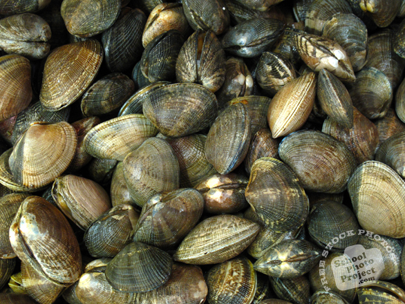clams, clam shells, molluscs, seafood, animal, free foto, free photo, stock photos, picture, image, free images download, stock photography, stock images, royalty-free image