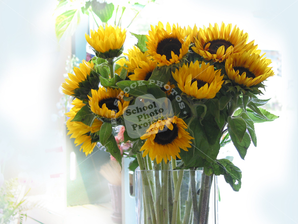 sunflower, sunflowers in a vase photo, fresh sunflowers, decorative flower, blooming flowers, stock photos, stock image, stock photography, royalty-free image
