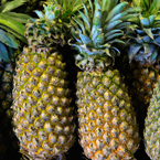pineapples, pineapple photos, tropical fruit photo, free stock photo, free picture, free image download, stock photography, stock images, royalty-free image