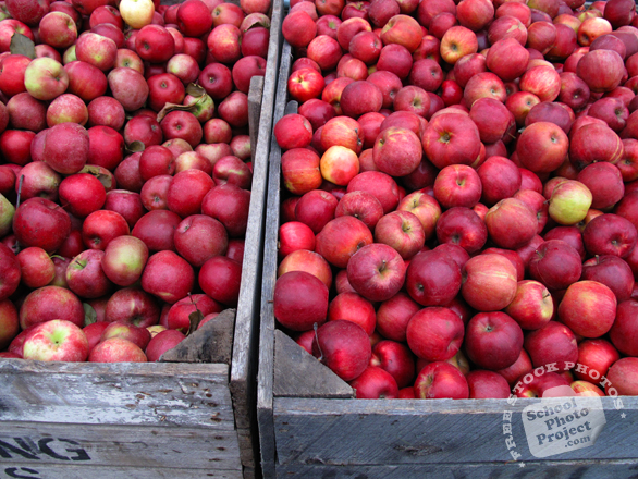 apple, apple stall, picture of red apples, fruit photo, free images, stock photos, stock images, royalty-free image