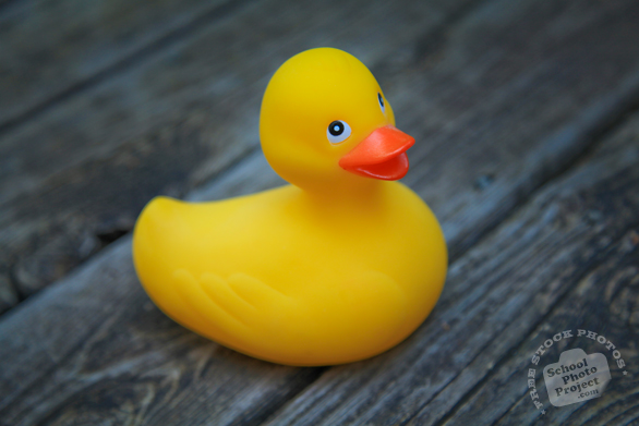 rubber ducks, yellow rubber duck, plastic toy, toy photo, free foto, free photo, picture, image, free images download, stock photography, stock images, royalty-free image