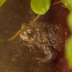 American toad, wild frog, free animal stock photo, free-download picture, royalty-free image