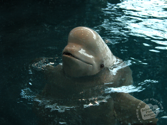 beluga, whale, beluga photo, mammal, fish, animal, photo, free photo, stock photos, royalty-free image