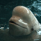 beluga, whale, mammal, fish, animal, photo, free photo, stock photos, royalty-free image