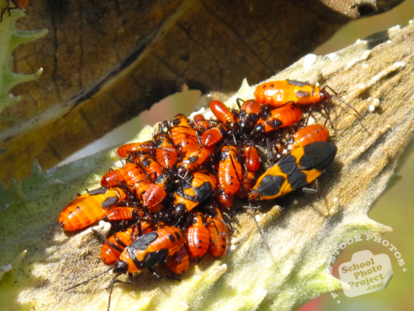 bug's colony, bugs, bug photo, insects, photo, free photo, stock photos, royalty-free image