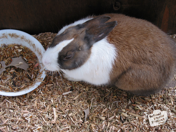 bunny, rabbit, bunny photo, rabbit picture, pet, animal, photo, free photo, stock photos, royalty-free image