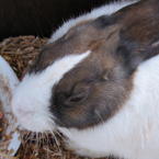 bunny, rabbit, pet, animal, photo, free photo, stock photos, royalty-free image