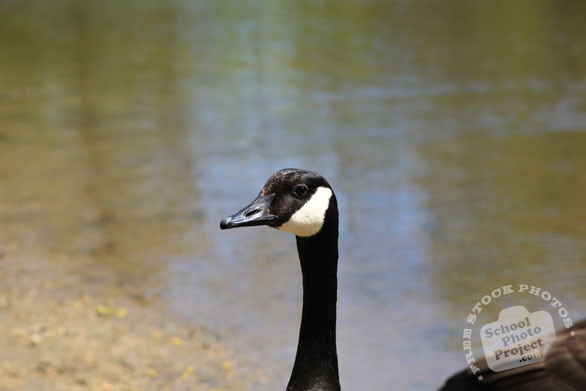 Canada goose, goose head, wild bird, free animal stock photo, royalty-free image