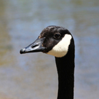 Canada goose, goose head, wild bird, free animal stock photo, royalty-free image