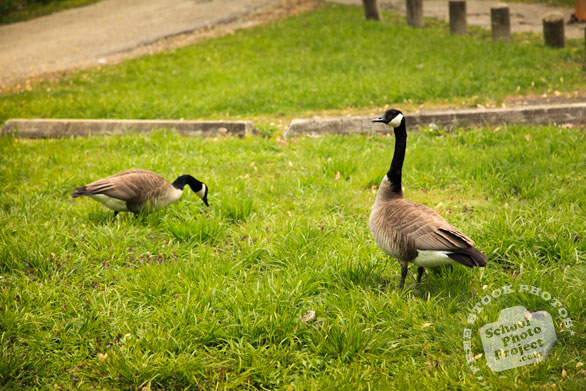 Canada goose, wild bird, looking for food, green grass, free animal stock photo, royalty-free image