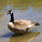 Canada goose, wild bird, free animal stock photo, royalty-free image