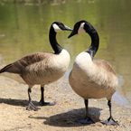 Canada goose, wild bird, free animal stock photo, royalty-free image