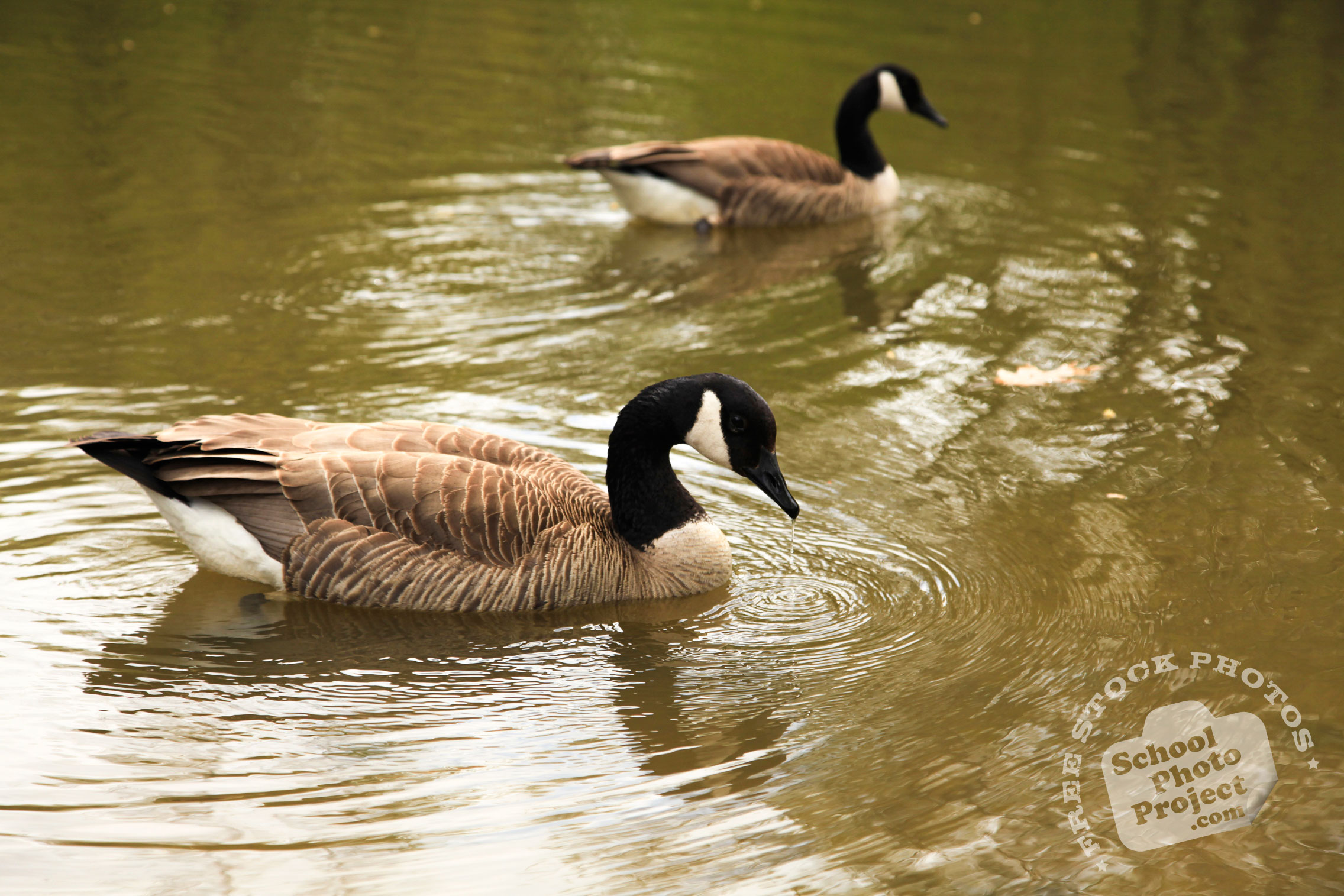 Canada Goose, FREE Stock Photo: Geese Swimming, Royalty-Free Animal Stock Image2272 x 1515