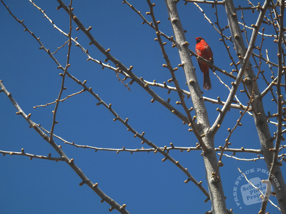 cardinal, cardinal bird photo, red cardinal, bird, animal, photo, free photo, stock photos, royalty-free image