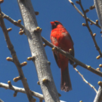 cardinal, red cardinal, bird, animal, photo, free photo, stock photos, royalty-free image
