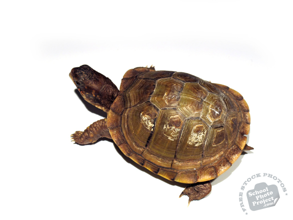 tortoise, turtle, turtle photo, pet turtle, pet, animal, photo, free photo, stock photos, royalty-free image