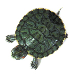 turtle, red-eared slider turtle, pet turtle, pet, animal, photo, free photo, stock photos, royalty-free image
