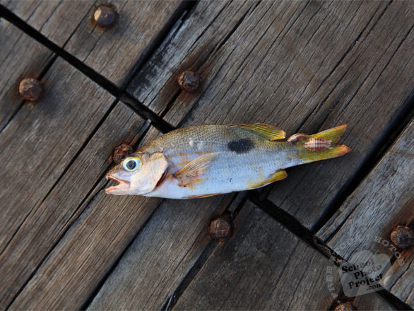 fish, dead fish, seafood, salt water fish, animal, free photo, free images, stock photos, images for free, free stock graphics, photo stock image, royalty-free image, free download image