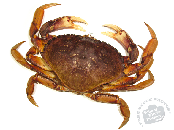 dungeness crab, crab, crab photo, fish, seafood, animal, photo, free photo, stock photos, royalty-free image