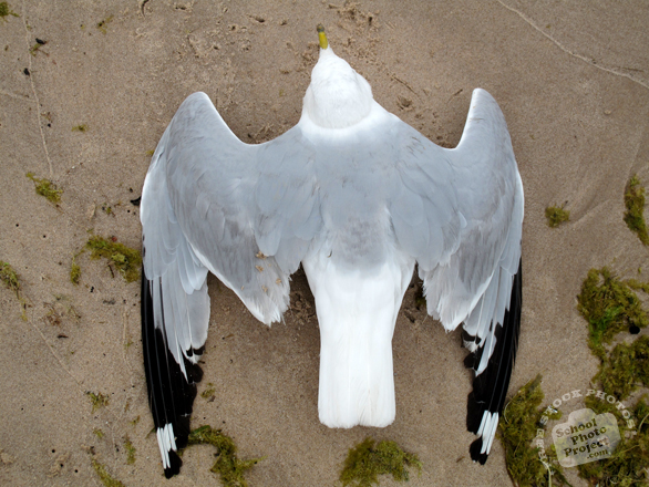 seagull, laridae, dying seagull, seagull photo, dead bird picture, bird images, carcase, animal photo, free photo, stock photos, royalty-free image, free download image, stock images for free, stock photography images