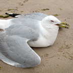 seagull, dying seagull, seagull photo, dead bird picture, bird images, carcase, animal photo, free photo, stock photos, royalty-free image, free download image, stock images for free, stock photography images