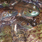 frog, army of frogs, toads, frog photo, amphibian picture, animal images, free photo, stock photos, royalty-free image, free download image, stock images for free, stock photography images, royalty free stock
