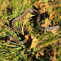 garden snake, snake, wild snake, free animal stock photo, royalty-free image