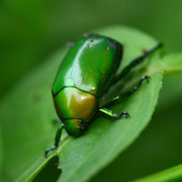 green beetle, insect, macro photography, free photo, stock photo, free picture, royalty-free image