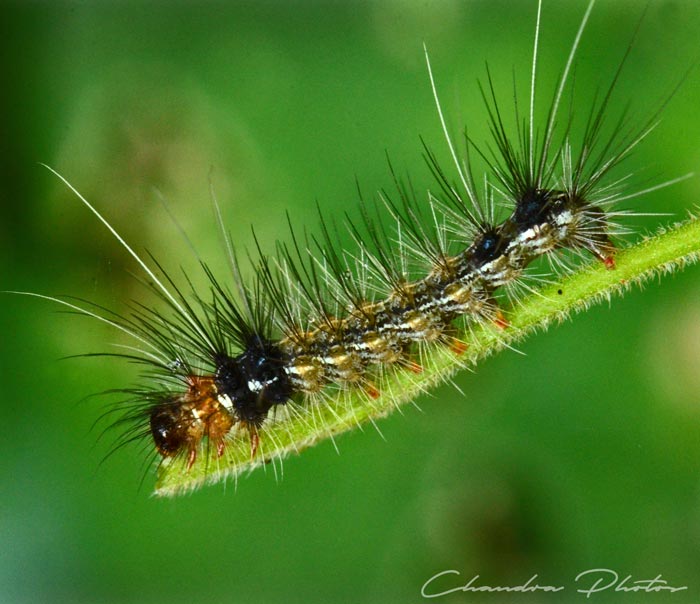 caterpillar, hairy caterpillar, insect, macro photography, green leaves, free insect stock photo, royalty-free image, Chandra Photos