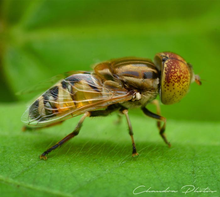 fly, hoverfly, hover fly, flower fly, hoverfly on leaf, insect, macro photography, green leaves, free insect stock photo, royalty-free image, Chandra Photos