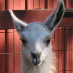 llama, animal, photo, free photo, stock photos, royalty-free image