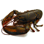 lobster, crab, lobster photo, fish, seafood, animal, photo, free photo, stock photos, royalty-free image