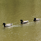 mallard duck, wild bird, swimming duck, free animal stock photo, royalty-free image