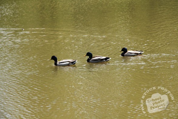 mallard ducks swim, duck family, wild ducks photo, bird picture, free animal stock photo, royalty-free image
