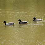 mallard duck, wild bird, swimming duck, free animal stock photo, royalty-free image