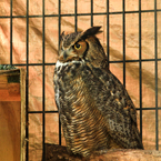 owl, adult owl, caged bird, free animal stock photo, royalty-free image