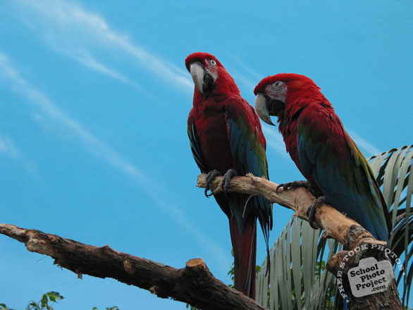 parrot, parrot photo, bird, pet, animal, photo, free photo, stock photos, royalty-free image