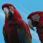 parrot, bird, pet, animal, photo, free photo, stock photos, royalty-free image