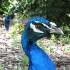 peacock, bird, animal, wild animal, photo, free photo, stock photos, royalty-free image