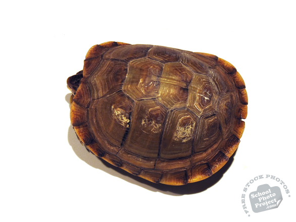 tortoise, turtle, turtle photo, turtle shell, pet turtle, pet, animal, photo, free photo, stock photos, royalty-free image