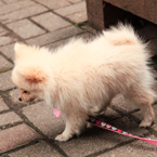 pomeranian dog, pet dog, free animal stock photo, royalty-free image