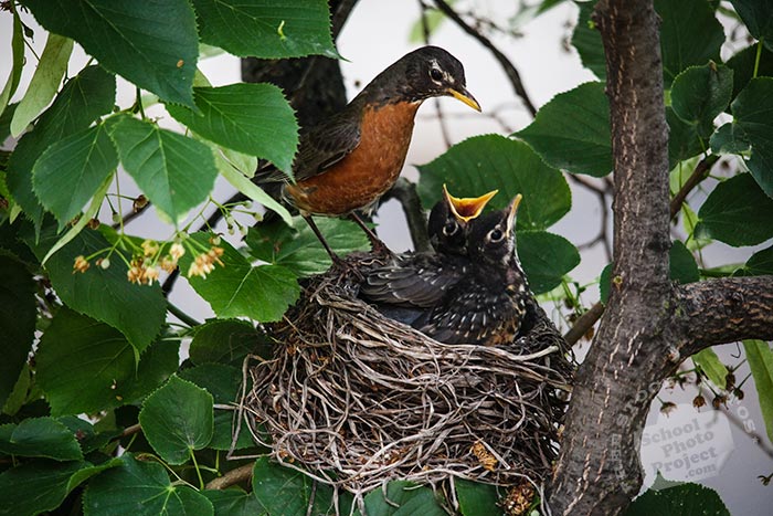 robin bird, robin bird feeds her chicks, American robin family, baby robins, robin's nest, bird nest, tree, green leaves, free animal stock photo, royalty-free image