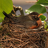 robin bird, robin in her nest, female robin, wild bird, free animal stock photo, royalty-free image