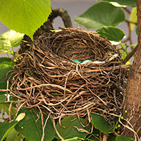 robin bird nest, robin eggs, blue egg, free animal stock photo, royalty-free image