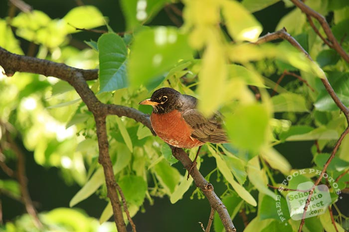 robin bird, American robin, robin perches on branch, wild robin bird, female robin, tree, green leaves, free animal stock photo, royalty-free image